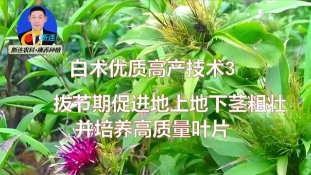 白术优质高产3:拔节期如何促进地下茎地上茎粗壮,并培养高质量叶片,防止徒长#三农