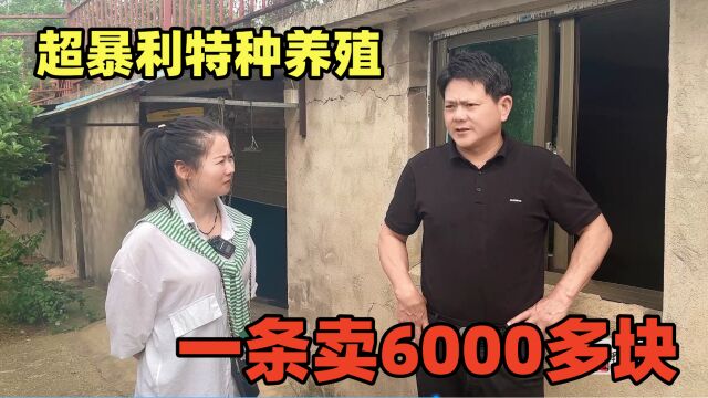 超暴利特种养殖,一条卖6000多块,还要挂门锁着,养几十条发财