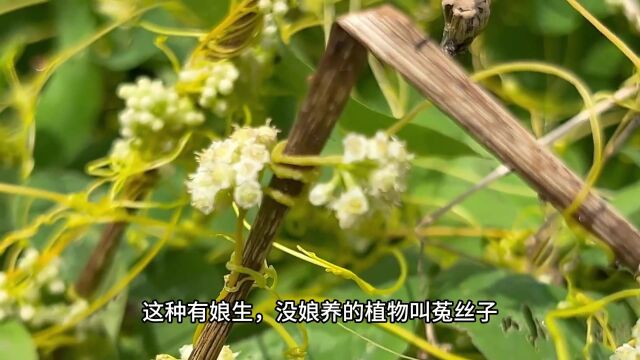 农村随处可见的植物“消费者”,又叫无娘藤,竟然是男人的加油站