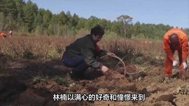 老工人老倪头:东北大兴安岭林区的传奇