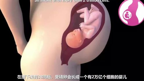 【生命的奇迹】动画演示怀孕初期1-4周受精卵的形成！ 
