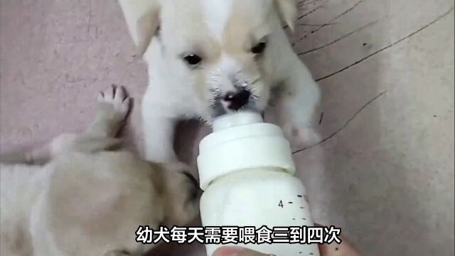 如何正确喂养一只幼犬?