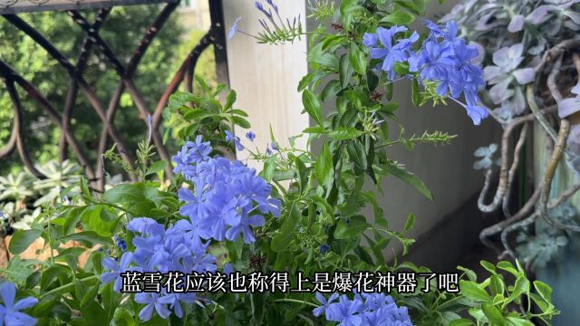 “养了蓝雪花就后悔”,别不信,都是过来人的经验之谈