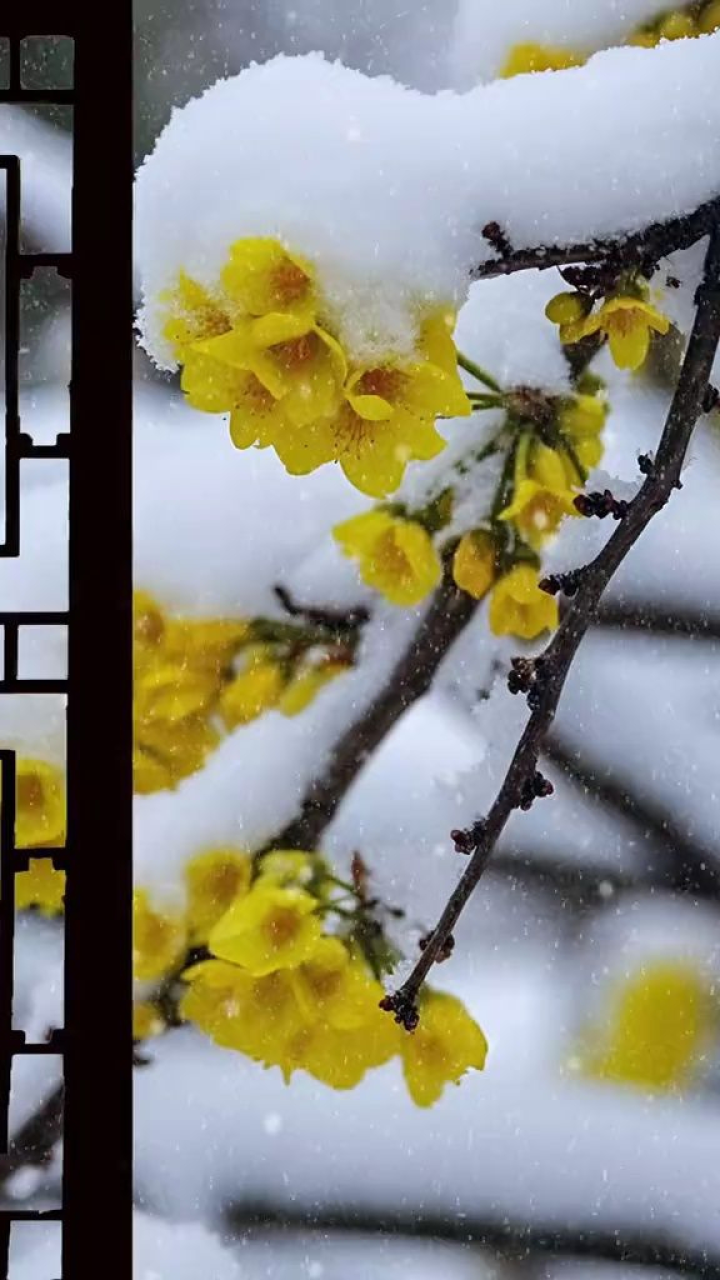 梅花爱雪雪不知 开在雪中做情痴 芳心碎落三千瓣 片片香魂皆成诗#诗词
