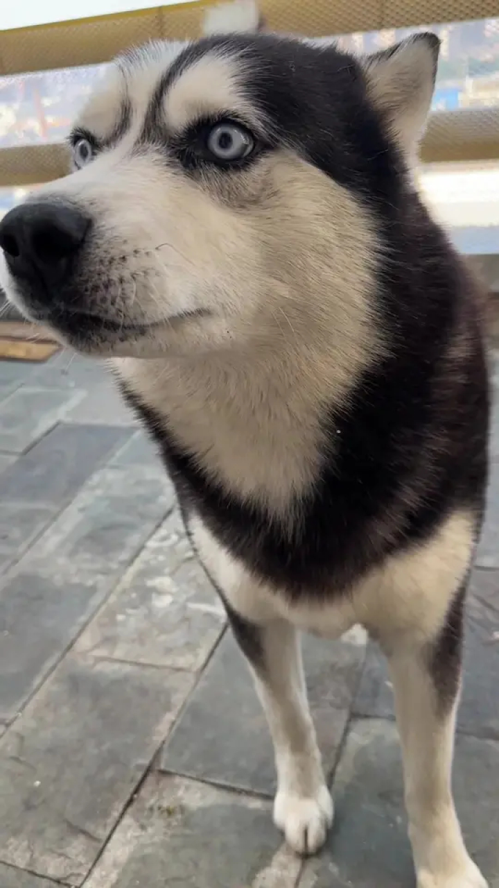 720_1280竖版 竖屏