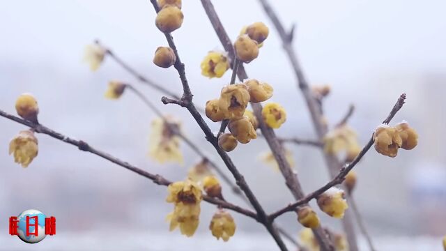 爱旅游爱摄影之《我爱你塞北的雪》往日时光