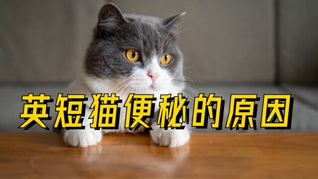 英短猫便秘是什么原因导致的?