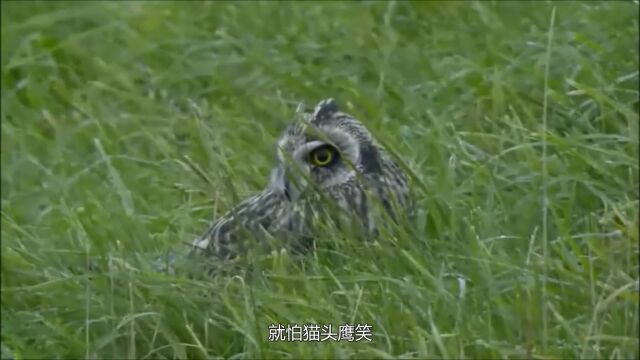 为何老人常说的“不怕猫头鹰叫?就怕猫头鹰笑”,这有什么含义呢