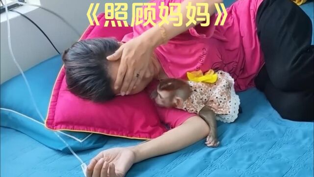 小猴子不离不弃照顾生病的妈妈