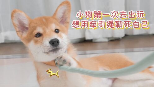 小狗子跟狗妈妈出去玩，刚戴上牵引绳，就想勒死自己_高清