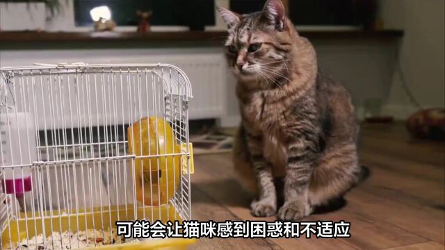 养猫咪必知,这4个行为会让猫咪感到很“不舒服”!