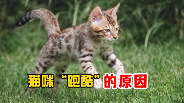 猫咪跑酷的真正原因,有这几个!