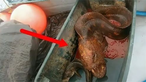 渔民捕捉到一条“龙鱼”，养了6年不舍得吃，专家一看不淡定了！