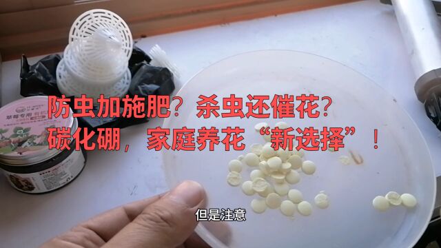 防虫加施肥?杀虫还催花?碳化硼,家庭养花“新选择”!