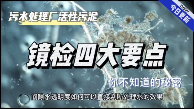 污水处理厂!微生物镜检四大要点