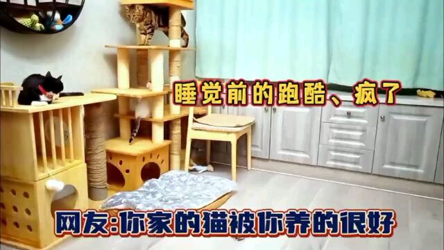 猫咪们这样跑酷是不是疯了?人家只是在玩捕猎的游戏而已~