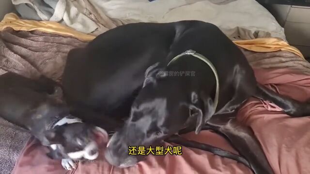 小型犬很好,但我养大型犬,因为大型犬有独特属性狗狗大型犬小型犬宠物推荐盘点宠物科普宠物知识