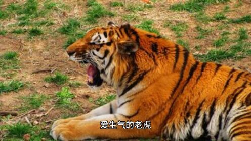 爱生气的老虎