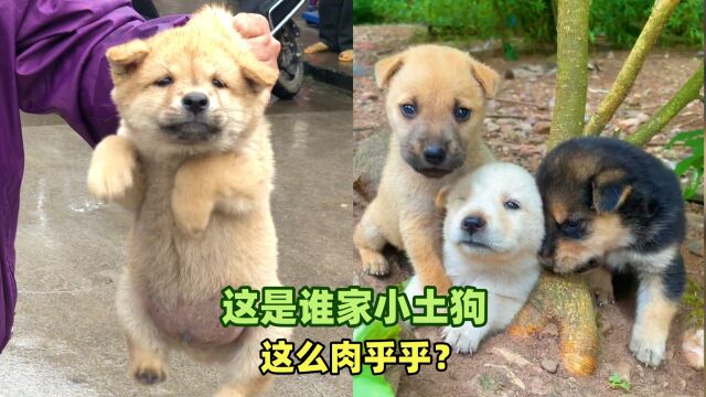 谁家小土狗这么肉乎乎?