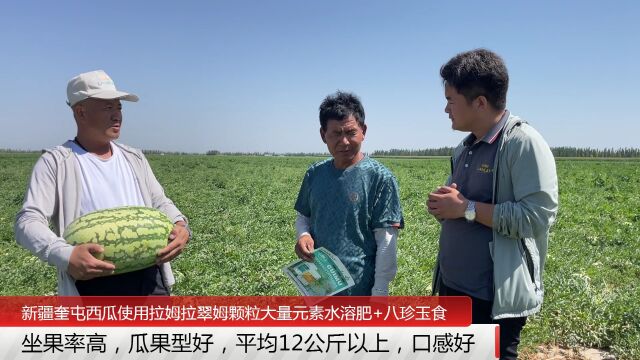 大量元素水溶肥新疆奎屯西瓜使用拉姆拉翠姆颗粒大量元素水溶肥+八珍玉食,坐果率高,瓜果型好,口感提升,产量高