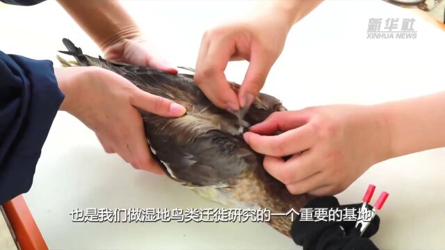 研究人员为新疆博斯腾湖鸟类集中办理“身份证”