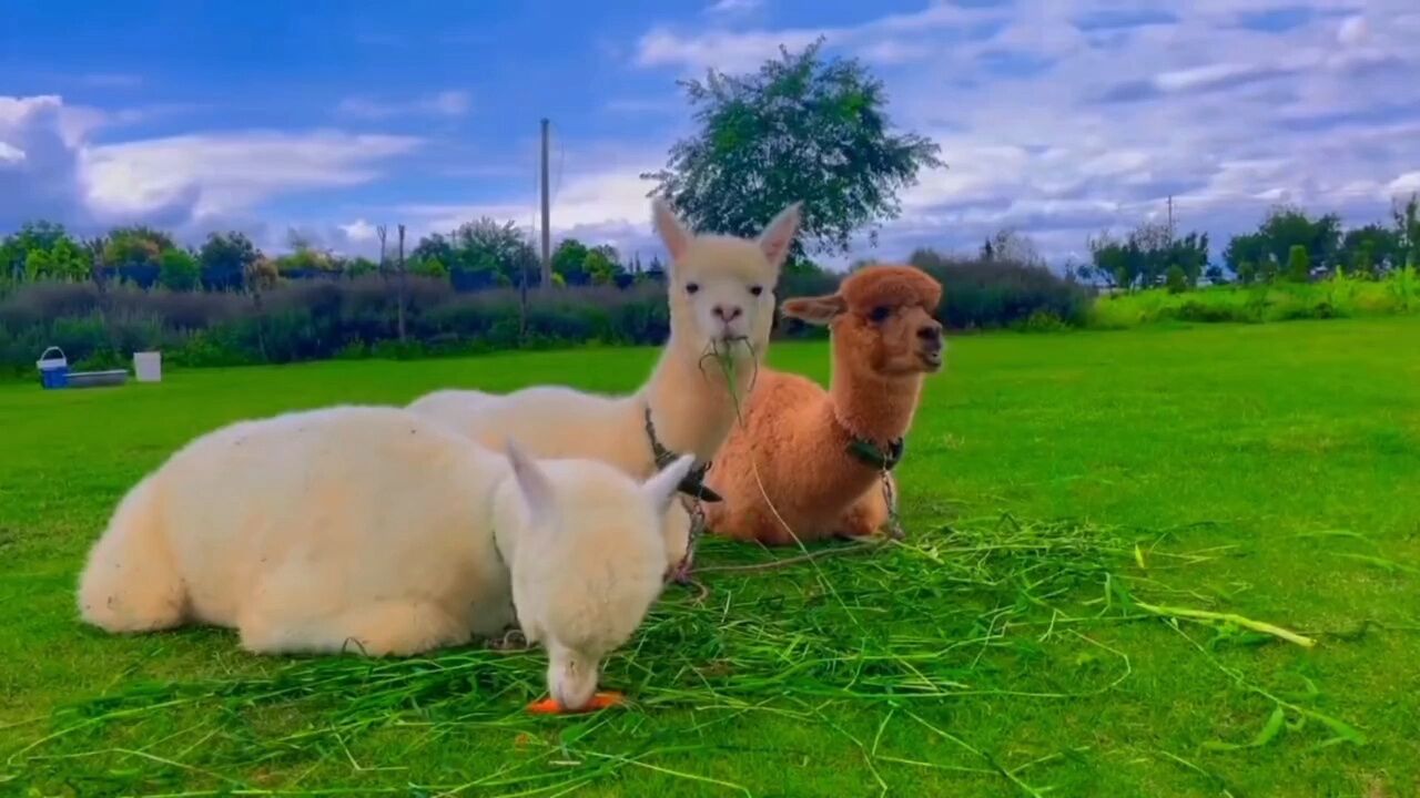 三只小羊趴在草地上