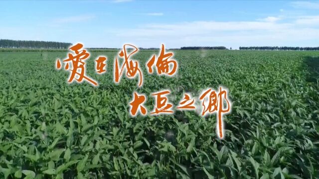 【原创歌曲】《爱在海伦大豆之乡》作词:曹振海 作曲:杨海成 演唱:赵紫依 出品:海伦市发改局