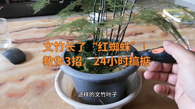 文竹长了“红蜘蛛”!教你3招,24小时搞掂