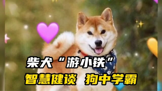 柴犬“游小铁”坐拥百万粉丝 网友:智慧健谈 狗中学霸