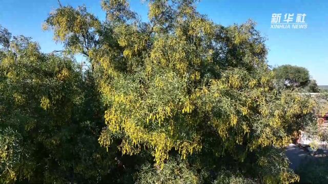 千城胜景丨河北鸡泽:古槐见证沧桑岁月