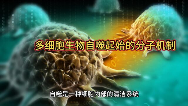 多细胞生物自噬起始的分子机制之3