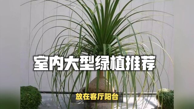 室内大型绿植推荐