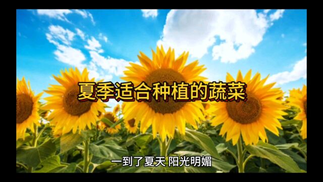 夏季适合种植的蔬菜