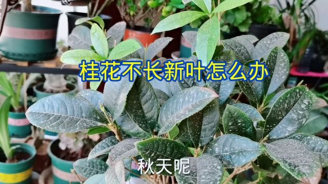 桂花秋天不长新叶怎么办