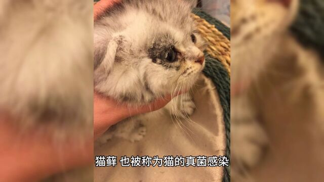 抚平猫咪的皮肤问题:猫藓的治疗与关怀