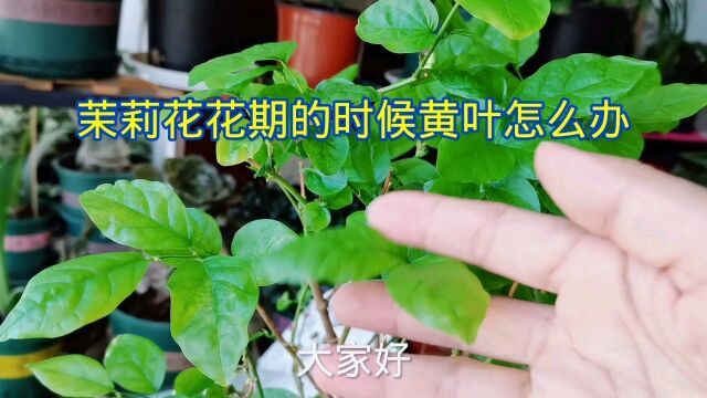 茉莉花花期黄叶怎么办