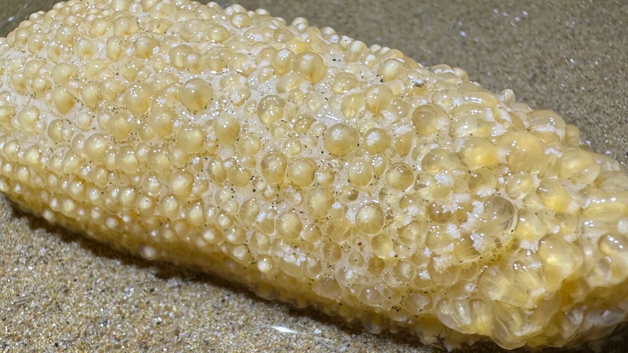 大海退潮后,大齐赶海发现一根会发荧光的海玉米,还有超大海葵