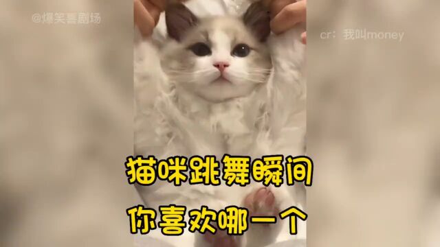 盘点猫咪跳舞瞬间,到底是喵星人厉害,还是背后的主人#可爱到爆炸 #谁能拒绝傻憨憨的小猫咪.