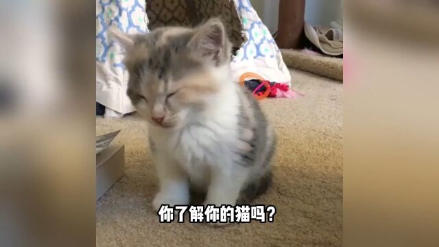 软萌的小猫咪,身上居然有这么多神奇的地方!#猫咪日常#猫咪冷知识#猫里猫气