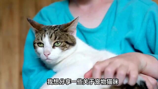 揭秘猫咪表达爱的四种方式