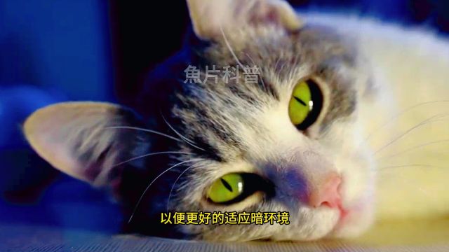 揭秘:猫的眼睛一日三变的原因