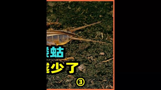 农村常见的蝼蛄,人送外号“土狗子”,为啥如今越来越少了?3