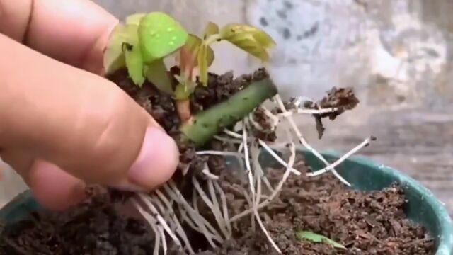 多肉植物养护小常识