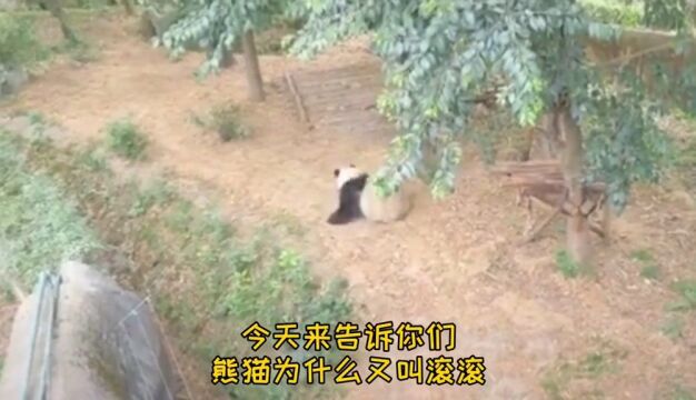 熊猫滚滚的快乐,你们想拥有吗?大熊猫萌宠动物国宝熊猫