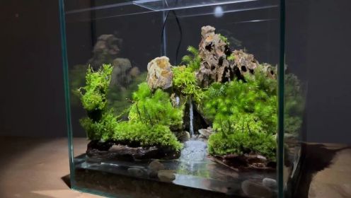 【苔藓微景观】利用镜片造出苔藓倒映在水面上的效果！