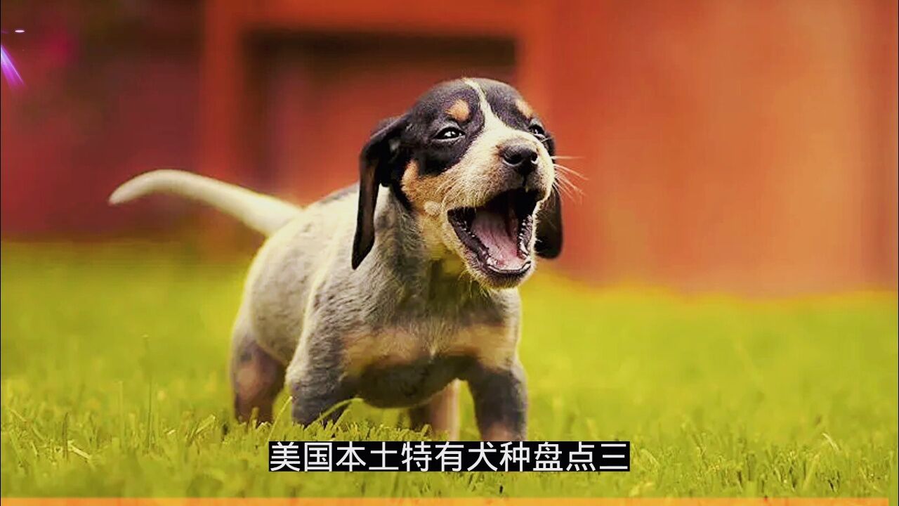 美国本土特有犬种盘点(三)布鲁克浣熊犬,水猎犬,捕鼠梗,山地犬