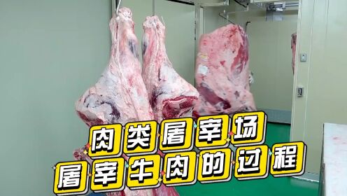 韩国肉类屠宰场，屠宰牛肉的过程