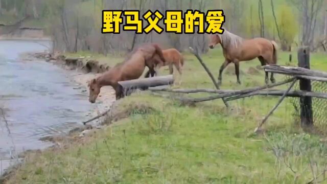 你知道野马父母对孩子的爱有多伟大吗 #神奇动物在抖音 #善待动物关爱生