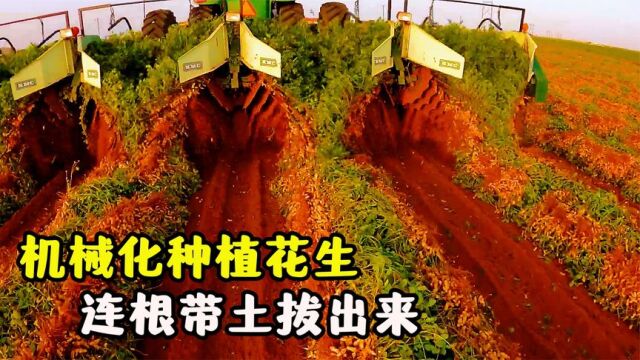 如何机械化种植花生?先精准投放种子,再连根带土的被拔出来