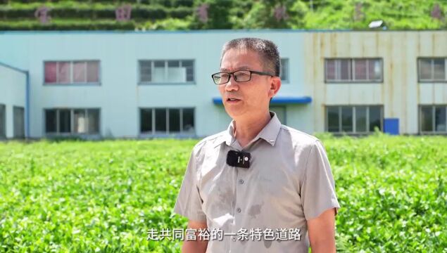 【2023湖南茶叶“三茶统筹”先行县(市)】神农故里 茶香传千年——会同县从“一叶”实现“一业”